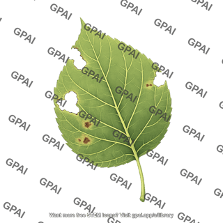 Leaf insect damage