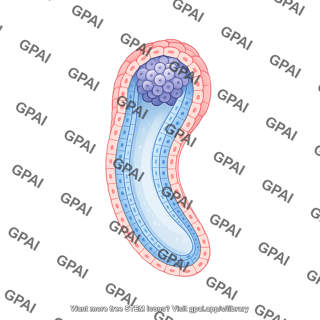 Mouse development e6 post implantation embryo