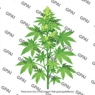 Cannabis plant indica