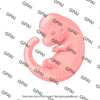Mouse embryo e9.5