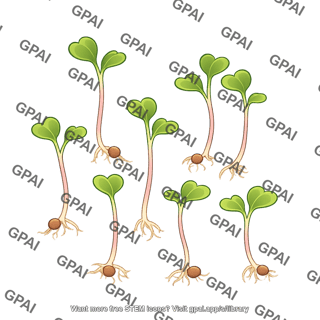 Radish sprout