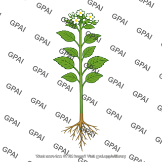Plant species