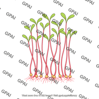 Beet microgreens