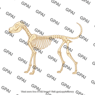 Dog skeleton lateral