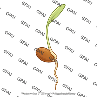 Sorghum seedling stage 0
