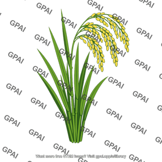 Rice plant