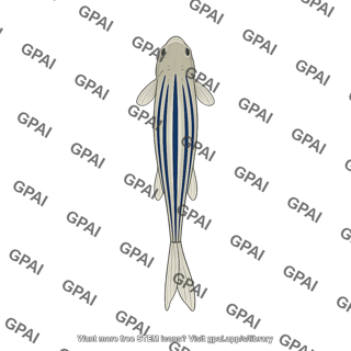 Zebrafish adult dorsal female