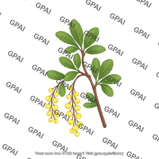 Barberry plant