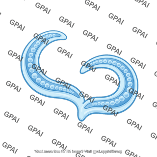 C. elegans gonad arm 2