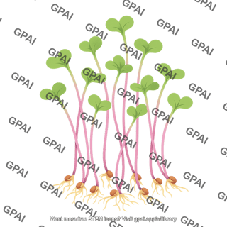 Radish microgreens
