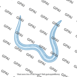 Necator americanus larvae stage 3