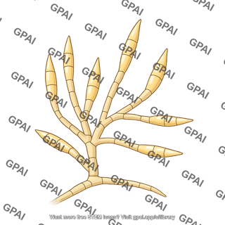 Fusarium