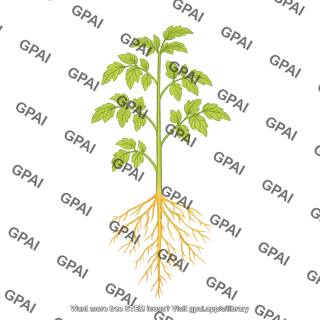 Tomato plant with taproots