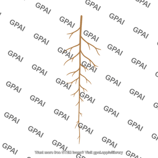 Arabidopsis root