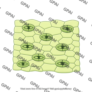 Plant surface with stomata large