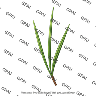 Leaf pine needle