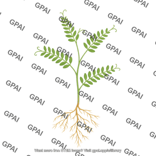 Vicia villosa vegetative stage with roots