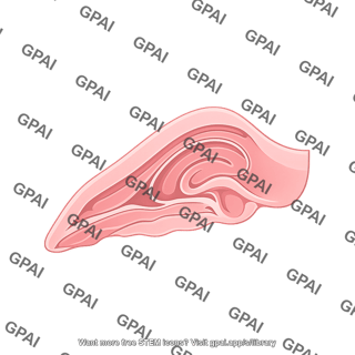 Mouse sinus sagittal