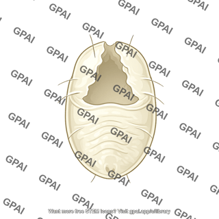 Whitefly exuvia