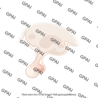 Zebrafish brain lateral pituitary