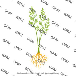 Asparagus young plant with roots