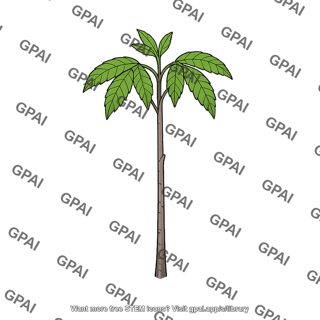 Hickory seedling