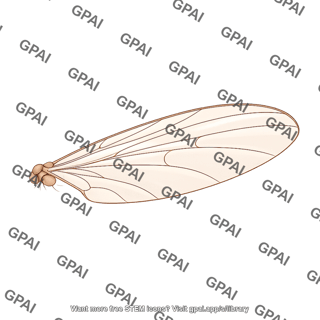 Drosophila wing lateral