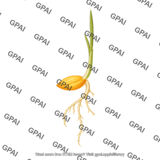 Barley seedling 1 206