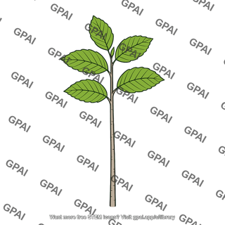 Beech seedling