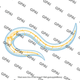 C elegans body wall nervous system