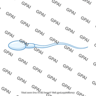 Male gamete