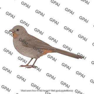 California towhee melozone crissalis