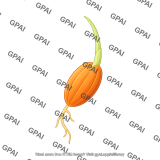 Rice germinating seed 2