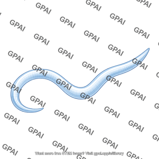 C elegans l4