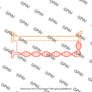Aav genome second strand synthesis