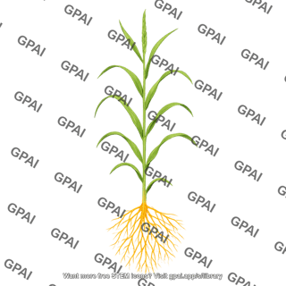 Wheat stem extension stage with roots