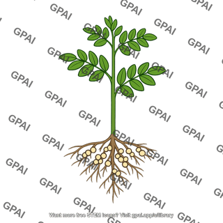 Nitrogen fixing plant