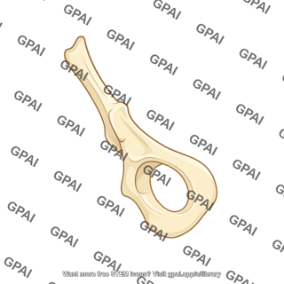 Mouse pelvis lateral