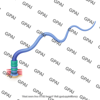 Prokaryotic flagellum gram negative long