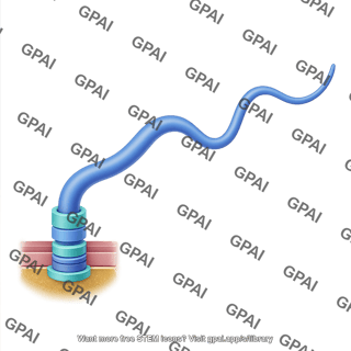 Prokaryotic flagellum gram negative short