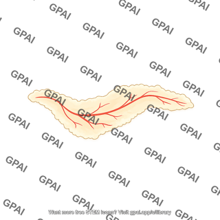 Mouse omentum