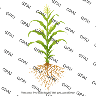 Corn teosinte with roots