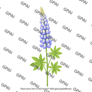 Pearl lupin lupinus mutabilis