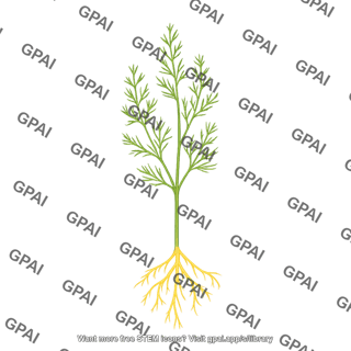 Asparagus young plant