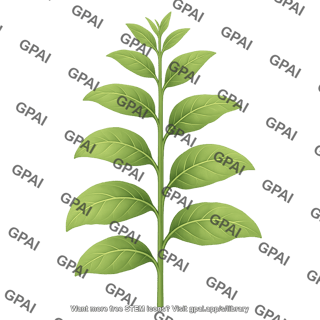 Cultivated tobacco nicotiana tabacum