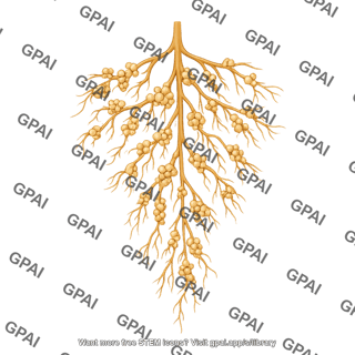 Roots with indeterminate nodules