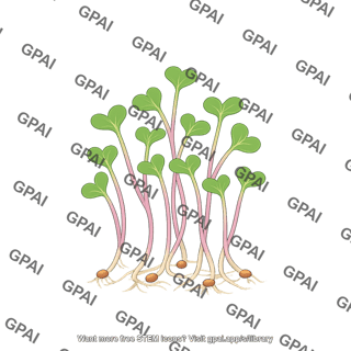 Radish microgreens
