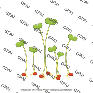 Broccoli sprout