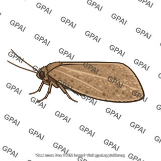Winter moth