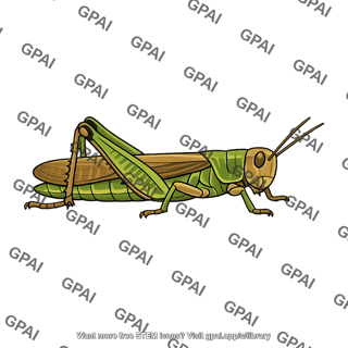 Migratory locust solitary